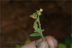 Crotalaria evolvuloides